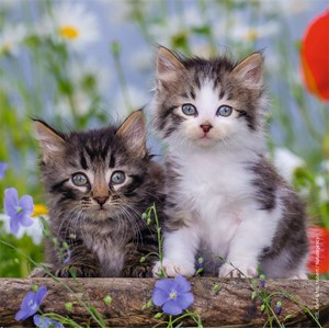 Ravensburger (08046) - "Kittens" - 49 brikker puslespil