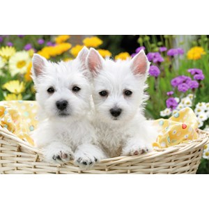 Ravensburger (13074) - "West Highland White Terriers" - 300 brikker puslespil