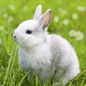 Ravensburger (08041) - "Cute Bunny" - 49 brikker puslespil