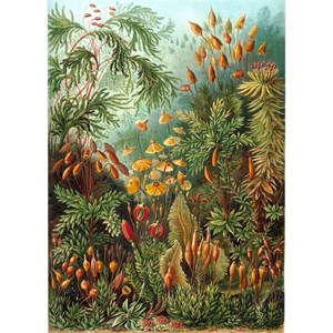 Puzzle Michele Wilson (A736-350) - Ernst Haeckel: "Ernst Haeckel" - 350 brikker puslespil