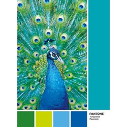 Clementoni (39495) - "Turquoise Peacock" - 1000 brikker puslespil