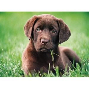 Clementoni (35072) - "Chocolate Puppy" - 500 brikker puslespil