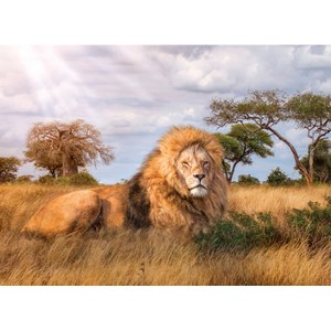 Clementoni (39479) - "The King" - 1000 brikker puslespil