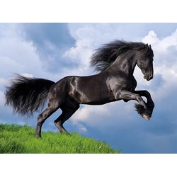 Clementoni (35071) - "Black Horse" - 500 brikker puslespil