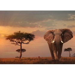 Ravensburger (15159) - "Elefant in Masai Mara Nationalpark" - 1000 brikker puslespil