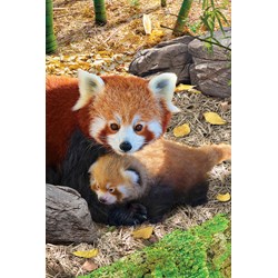 Eurographics (8251-5557) - "Red Pandas" - 250 brikker puslespil