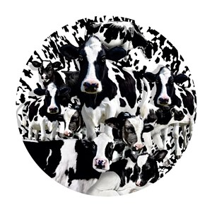 SunsOut (35102) - Lori Schory: "Herd of Cows" - 1000 brikker puslespil