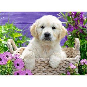 Ravensburger (14829) - "Sweet Golden Retreiver" - 500 brikker puslespil