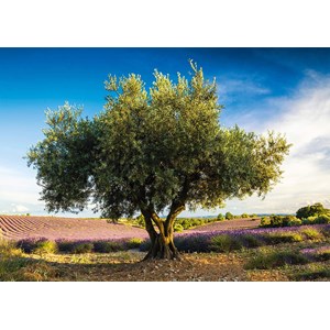 Schmidt Spiele (58357) - "Olive Tree in Provence" - 1000 brikker puslespil