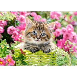 Castorland (B-52974) - "Kitten in Flower Garden" - 500 brikker puslespil