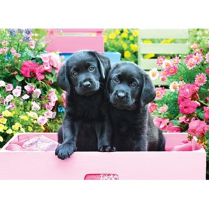 Eurographics (8500-5462) - "Black Labs in Pink Box" - 500 brikker puslespil