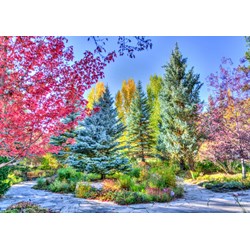 Grafika (t-00852) - "Colorful Forest, Colorado, USA" - 1500 brikker puslespil