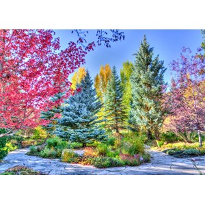 Grafika (t-00853) - "Colorful Forest, Colorado, USA" - 1000 brikker puslespil