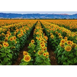 Ravensburger (15288) - Susan Taylor: "Field of Sunflowers" - 1000 brikker puslespil