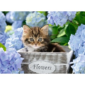 Ravensburger (12894) - "Little Kitten" - 300 brikker puslespil