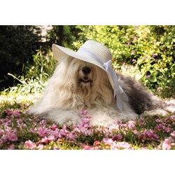 Jumbo (18515) - "Sophie the Dog" - 200 brikker puslespil