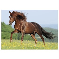 Dino (50241) - "Horse in a Meadow" - 500 brikker puslespil