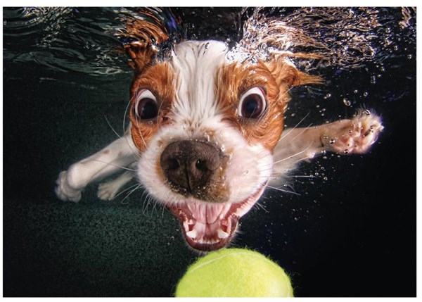 Dino (50245) - "Puppy underwater" - 500 brikker puslespil