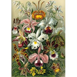 Grafika (00617) - Ernst Haeckel: "Kunstformen der Natur, Orchidae, 1904" - 1000 brikker puslespil