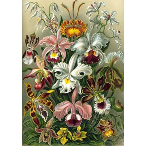 Grafika (00617) - Ernst Haeckel: "Kunstformen der Natur, Orchidae, 1904" - 1000 brikker puslespil