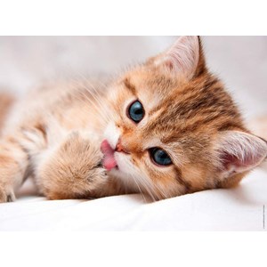 Nathan (87241) - "The Cat Toilet" - 500 brikker puslespil