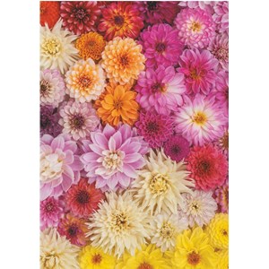 Piatnik (5518) - "Dahlias" - 1000 brikker puslespil