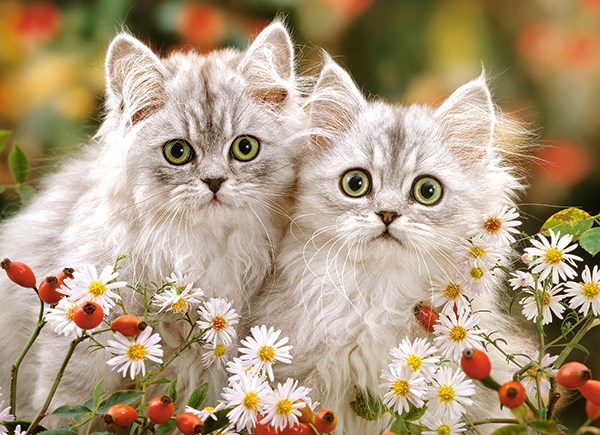 Castorland (B-222131) - "Persian Kittens" - 200 brikker puslespil