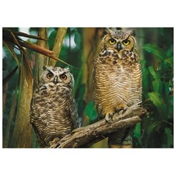 Trefl (10603) - "Owls" - 1000 brikker puslespil