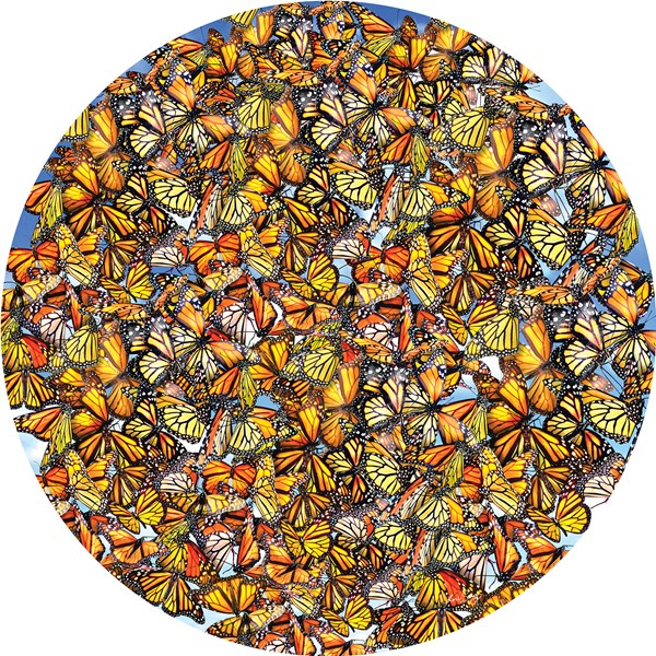 SunsOut (35047) - Lori Schory: "Monarch Frenzy" - 1000 brikker puslespil