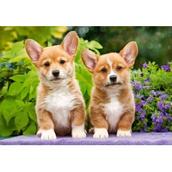 Castorland (C-104659) - "Welsh Corgi Puppies" - 1000 brikker puslespil