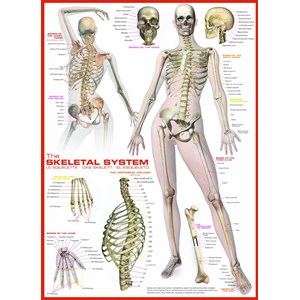 Eurographics (6000-2014) - "The Skeletal System" - 1000 brikker puslespil