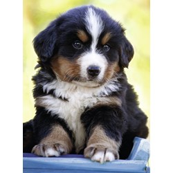 Nathan (87147) - "Cute Puppy" - 500 brikker puslespil