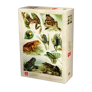 Deico (75703) - "Frogs" - 1000 brikker puslespil