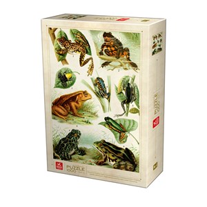 Deico (75703) - "Frogs" - 1000 brikker puslespil