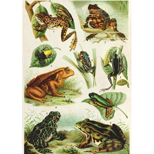 Deico (75703) - "Frogs" - 1000 brikker puslespil