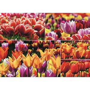 Jumbo (18364) - "Holland Tulips" - 1000 brikker puslespil