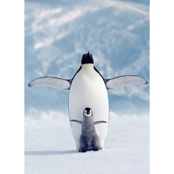 Eurographics (6000-1246) - "Penguin & Chick" - 1000 brikker puslespil