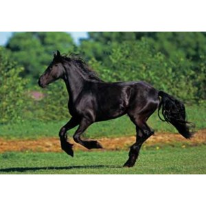 Anatolian (PER3569) - "Friesian Galloping" - 500 brikker puslespil