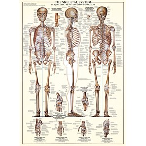 Eurographics (6000-3970) - "The Skeletal System" - 1000 brikker puslespil