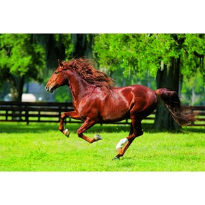 Trefl (10201) - "In The Gallop" - 1000 brikker puslespil