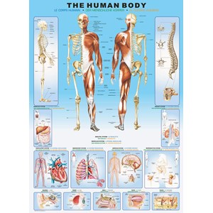Eurographics (6000-1000) - "The Human Body" - 1000 brikker puslespil