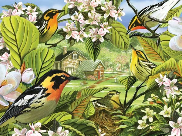 Cobble Hill (52037) - "Blackburnian Warblers" - 500 brikker puslespil