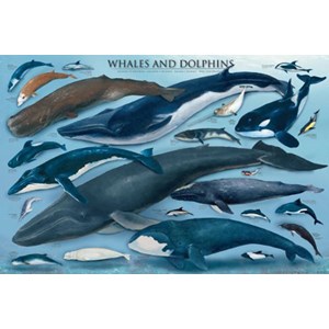 Eurographics (6000-0082) - "Whales & Dolphins" - 1000 brikker puslespil