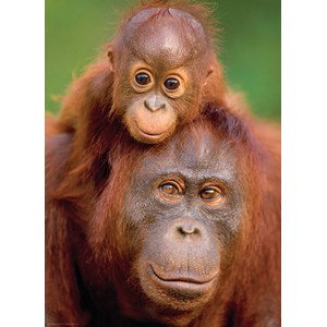 Eurographics (6000-0638) - "Orangutan & Baby" - 1000 brikker puslespil