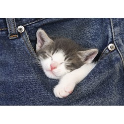 Educa (16735) - "Sweet Dreams" - 500 brikker puslespil