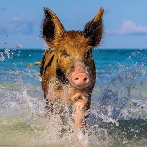 Heye (29746) - "Paradise Pig" - 1000 brikker puslespil