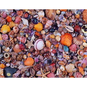 Piatnik (566349) - "Seashell" - 1000 brikker puslespil