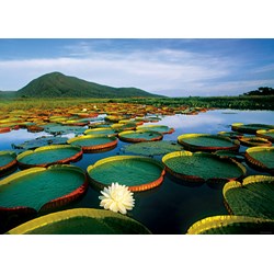 Heye (29593) - Alexander von Humboldt: "Victoria Lily" - 1000 brikker puslespil