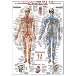 Eurographics (6000-4940) - "Circulatory System" - 1000 brikker puslespil