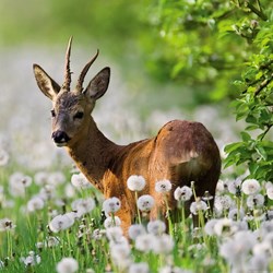 Heye (29748) - "Roebuck" - 1000 brikker puslespil